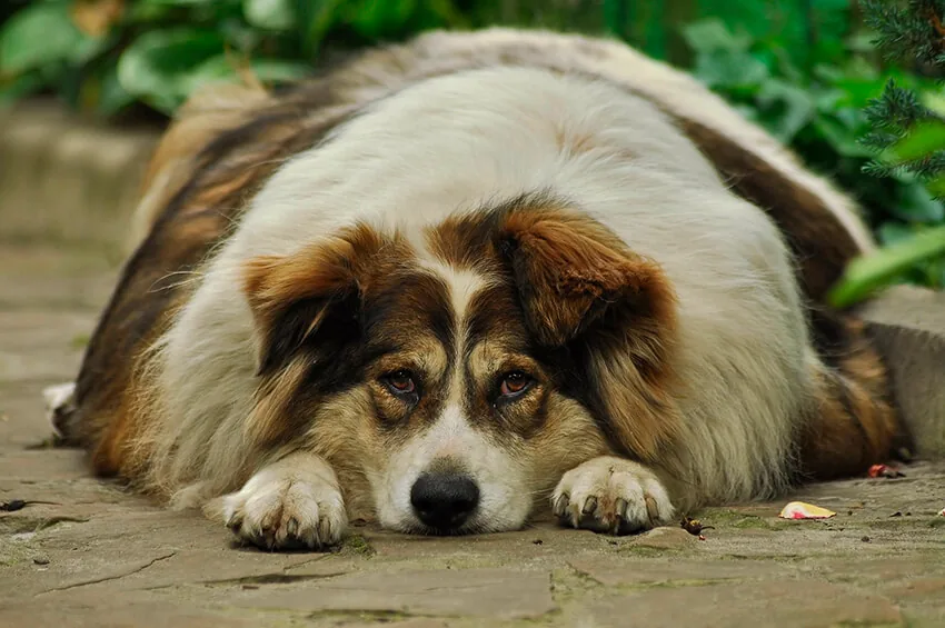 Perro con sobrepeso